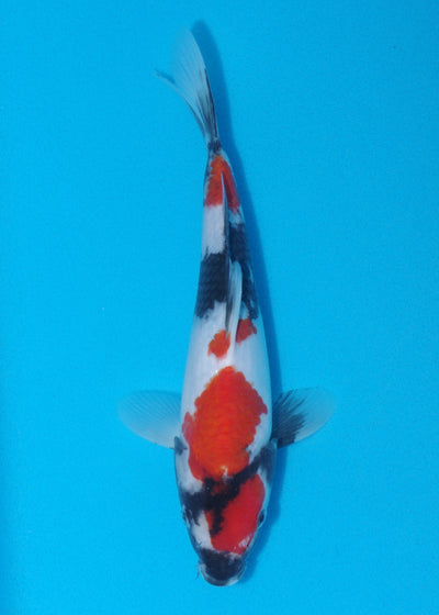 26cm Showa (Sekiguchi) REF SRL04 - JU36