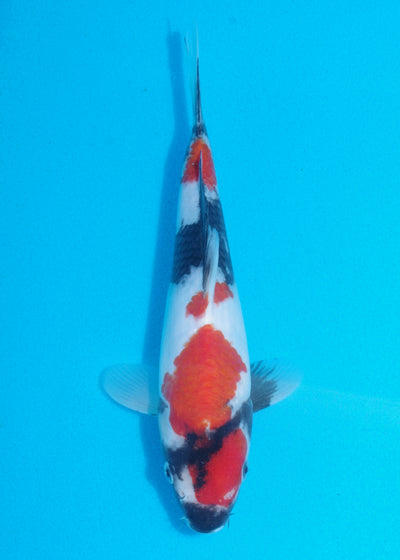 26cm Showa (Sekiguchi) REF SRL04 - JU36