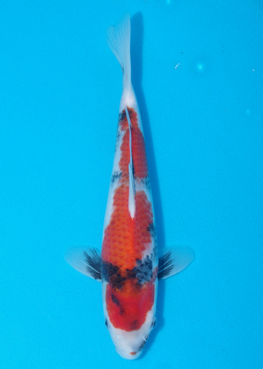 30cm Showa (Sekiguchi) REF SRL04 - JU37