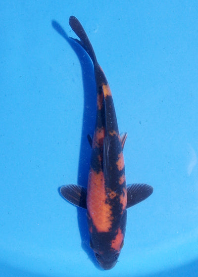 19.5cm Hi Utsuri (Shinoda) REF - MA138