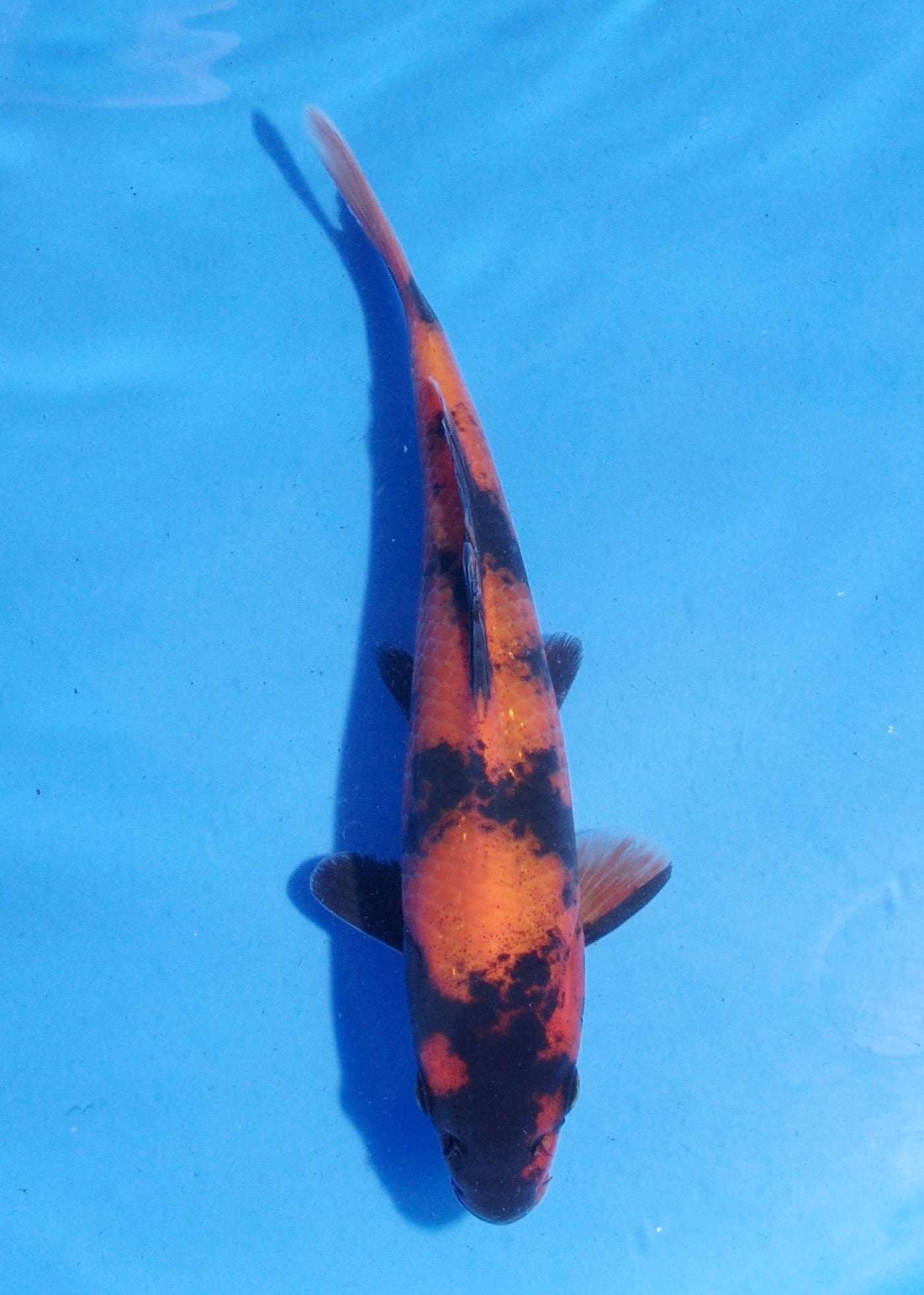 19.5cm Hi Utsuri (Shinoda) REF - MA140