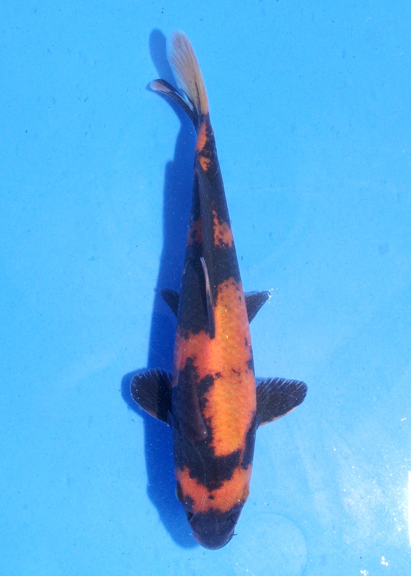 19.5cm Hi Utsuri (Shinoda) REF - MA141