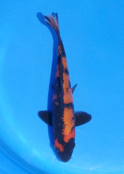 19.5cm Hi Utsuri (Shinoda) REF - MA142