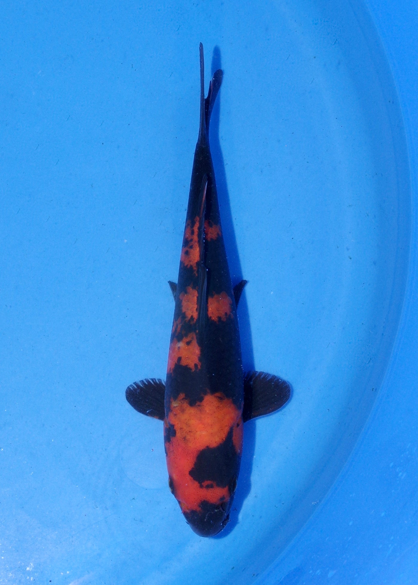 19.5cm Hi Utsuri (Shinoda) REF - MA143