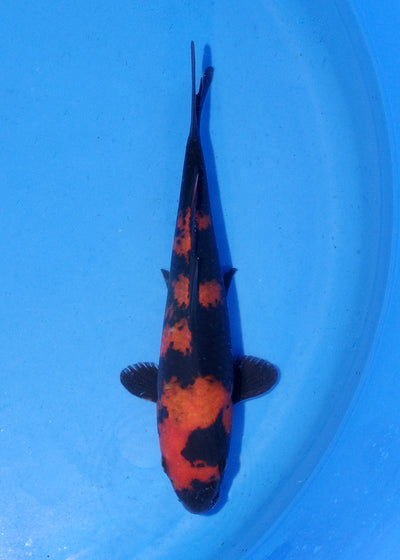 19.5cm Hi Utsuri (Shinoda) REF - MA143