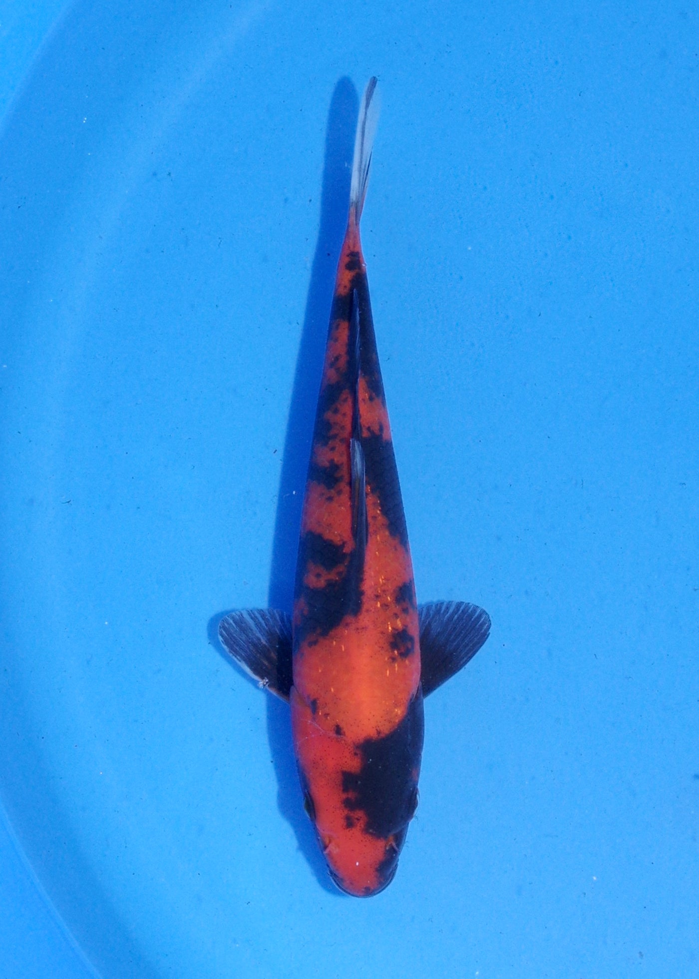 19.5cm Hi Utsuri (Shinoda) REF - MA144