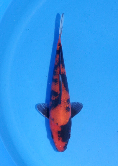 19.5cm Hi Utsuri (Shinoda) REF - MA144