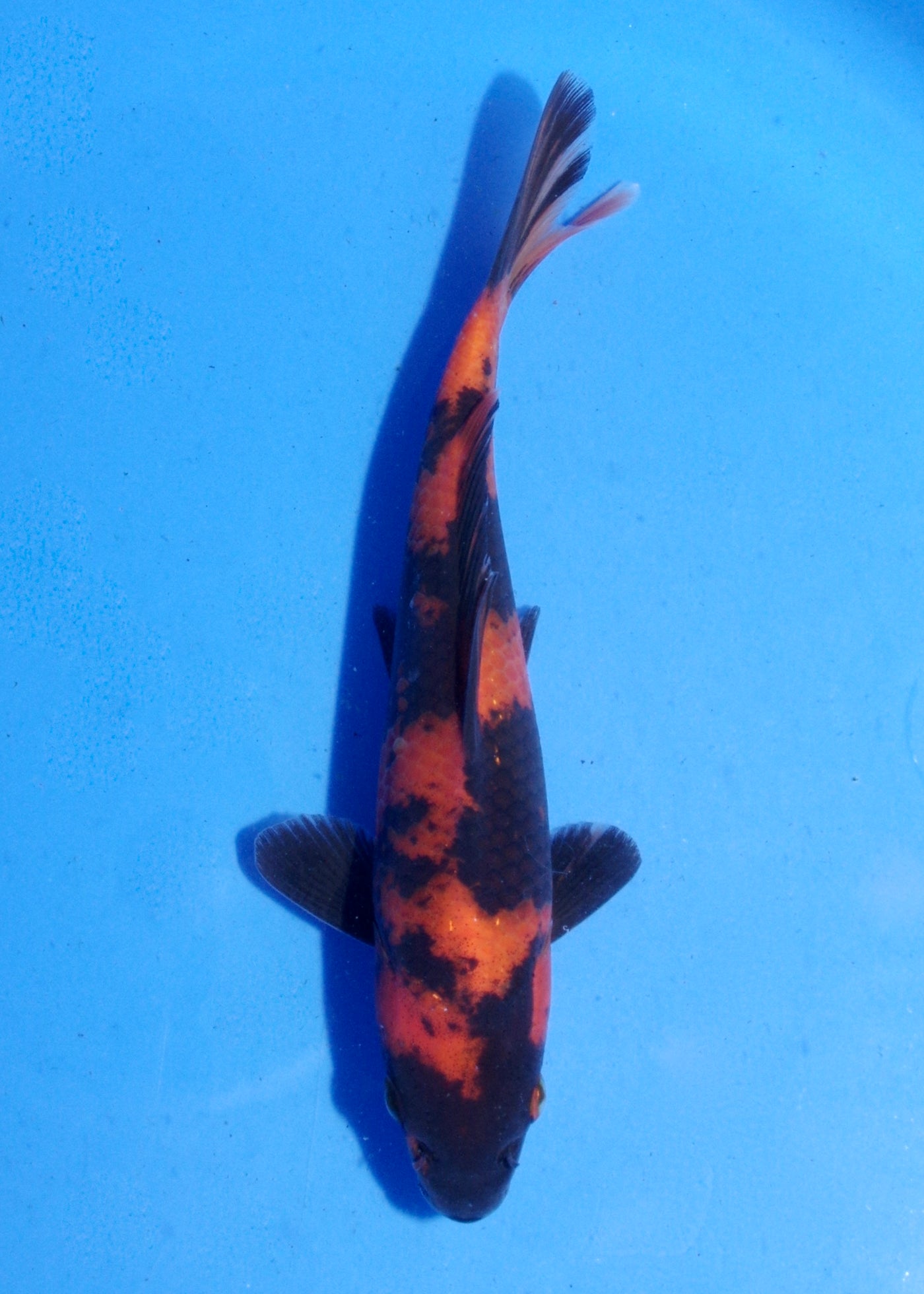 19.5cm Hi Utsuri (Shinoda) REF - MA145