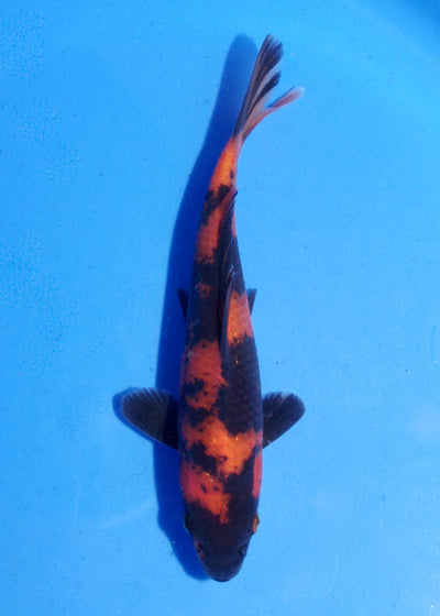 19.5cm Hi Utsuri (Shinoda) REF - MA145