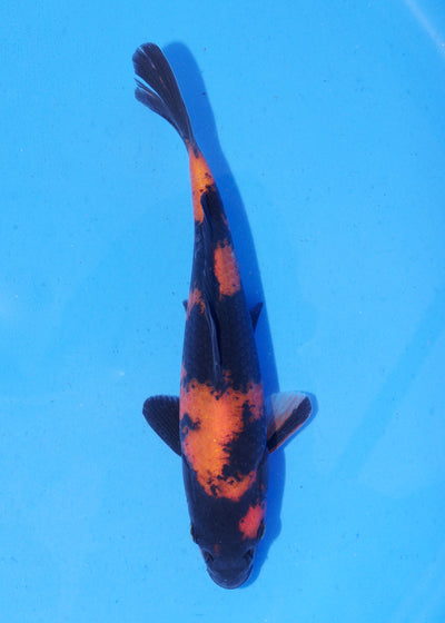 19.5cm Hi Utsuri (Shinoda) REF - MA146