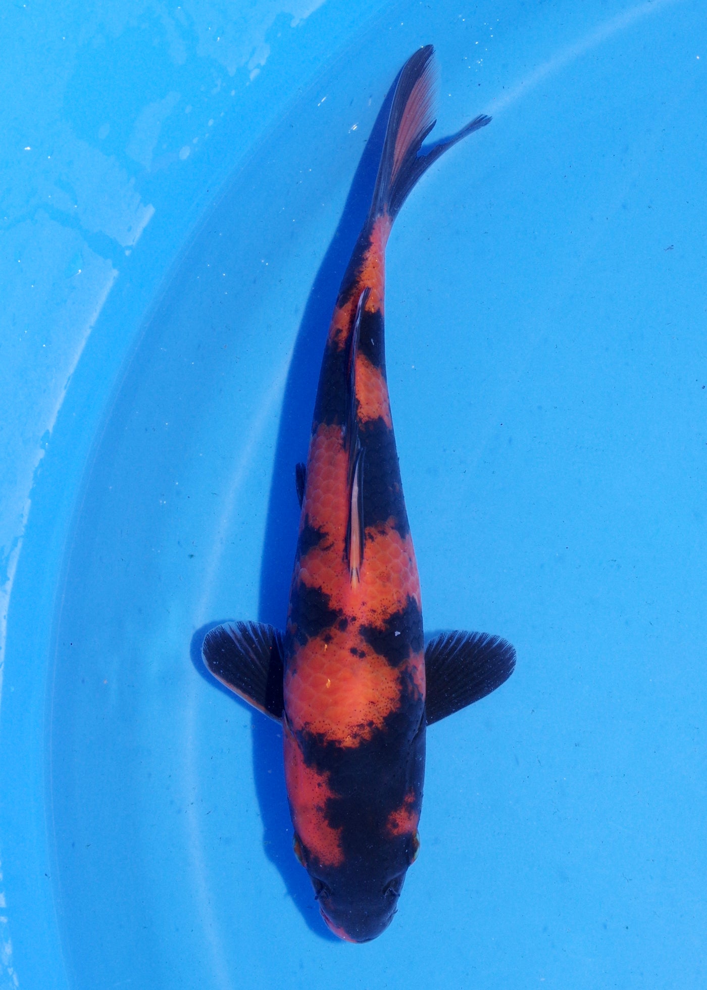 19.5cm Hi Utsuri (Shinoda) REF - MA147