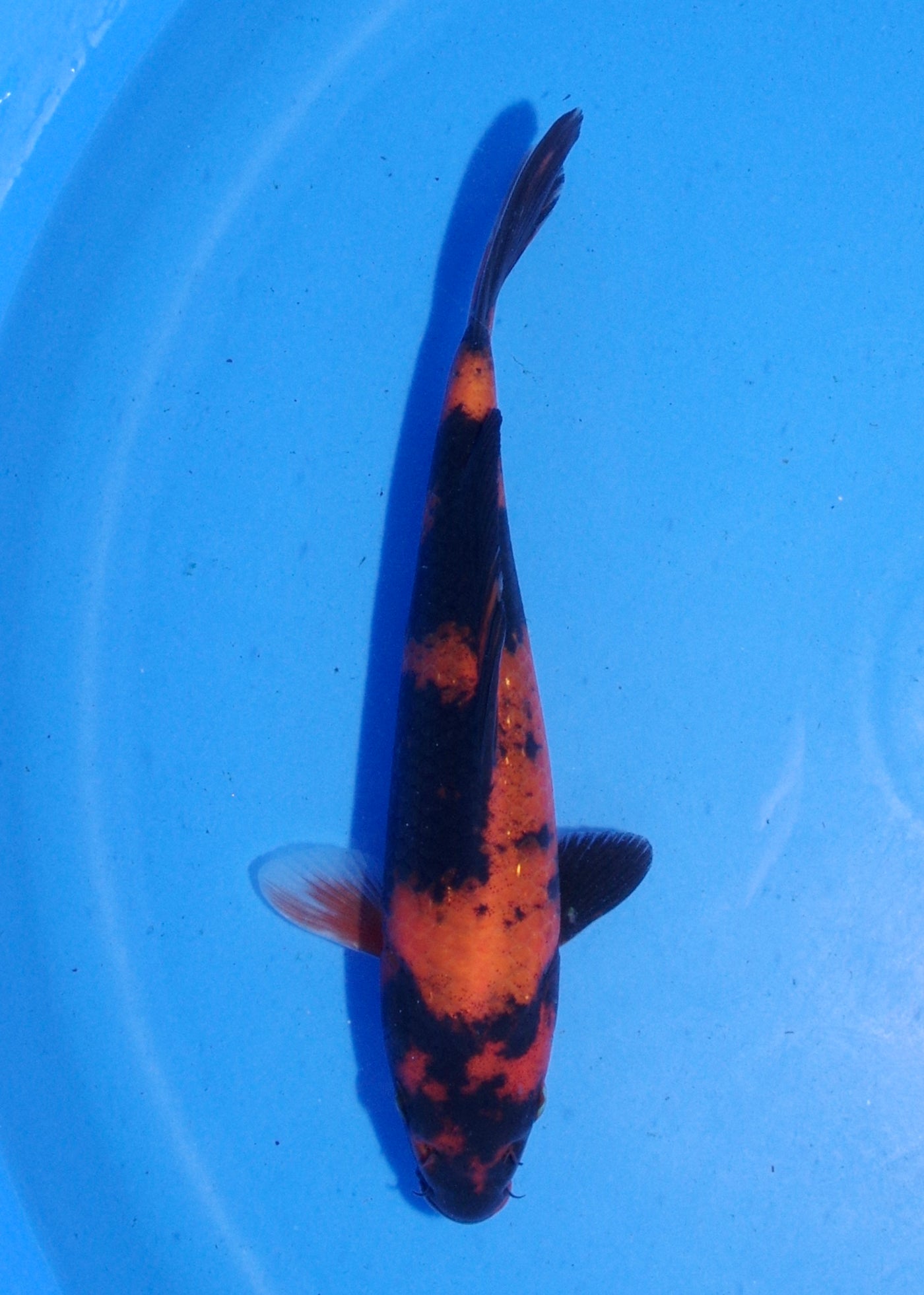 19.5cm Hi Utsuri (Shinoda) REF - MA148