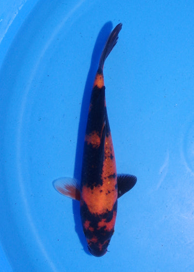 19.5cm Hi Utsuri (Shinoda) REF - MA148