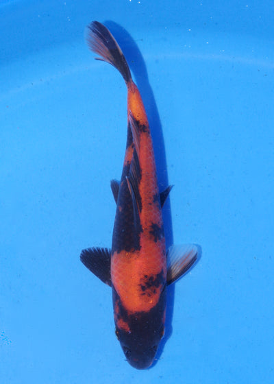 16.5cm Hi Utsuri (Shinoda) REF - MA149