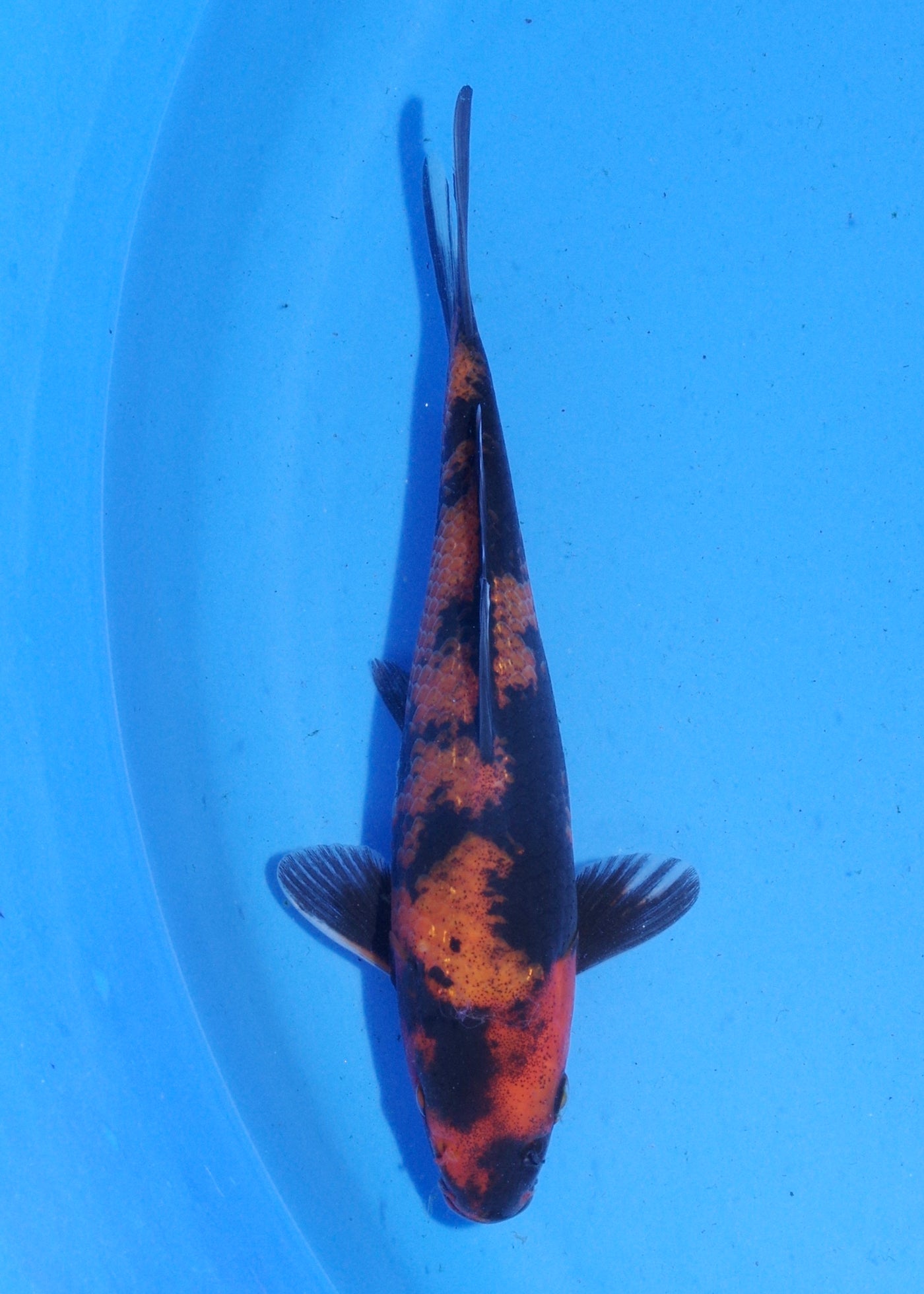 16.5cm Hi Utsuri (Shinoda) REF - MA150