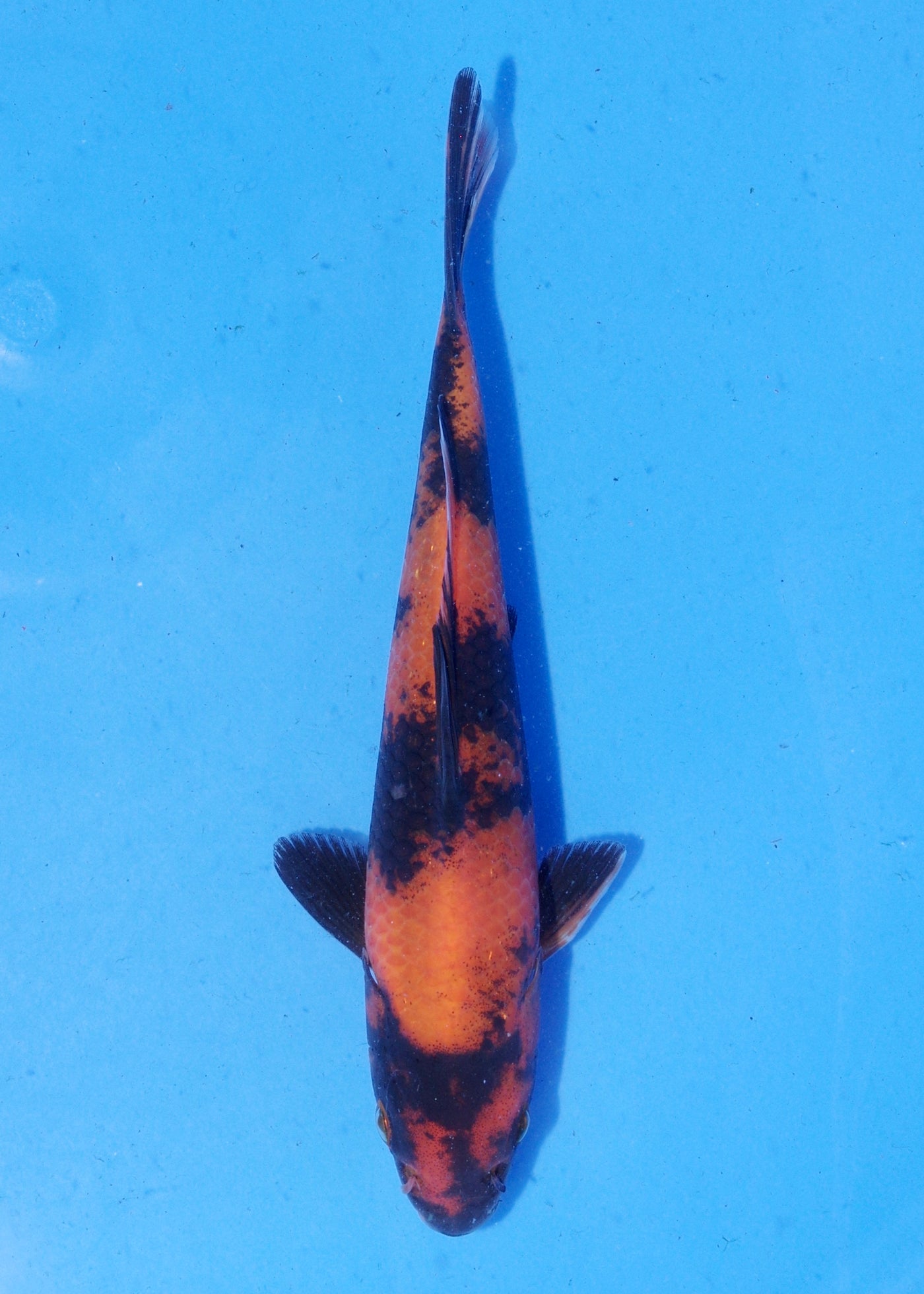 16.5cm Hi Utsuri (Shinoda) REF - MA151