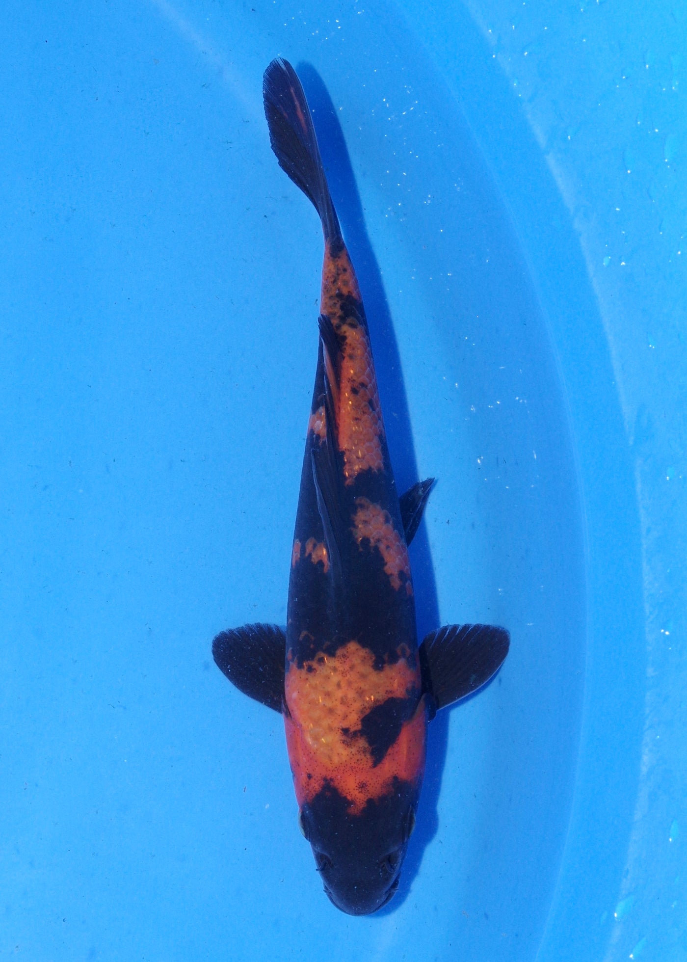 16.5cm Hi Utsuri (Shinoda) REF - MA152