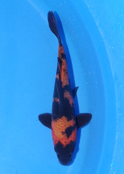 16.5cm Hi Utsuri (Shinoda) REF - MA152