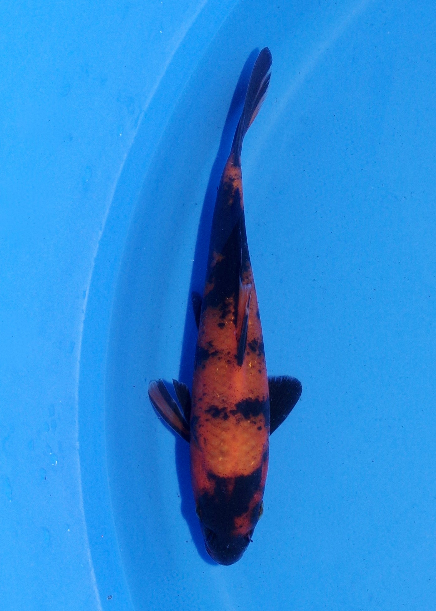 16.5cm Hi Utsuri (Shinoda) REF - MA153
