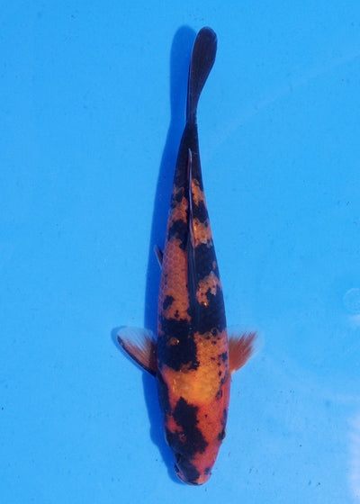 16.5cm Hi Utsuri (Shinoda) REF - MA154