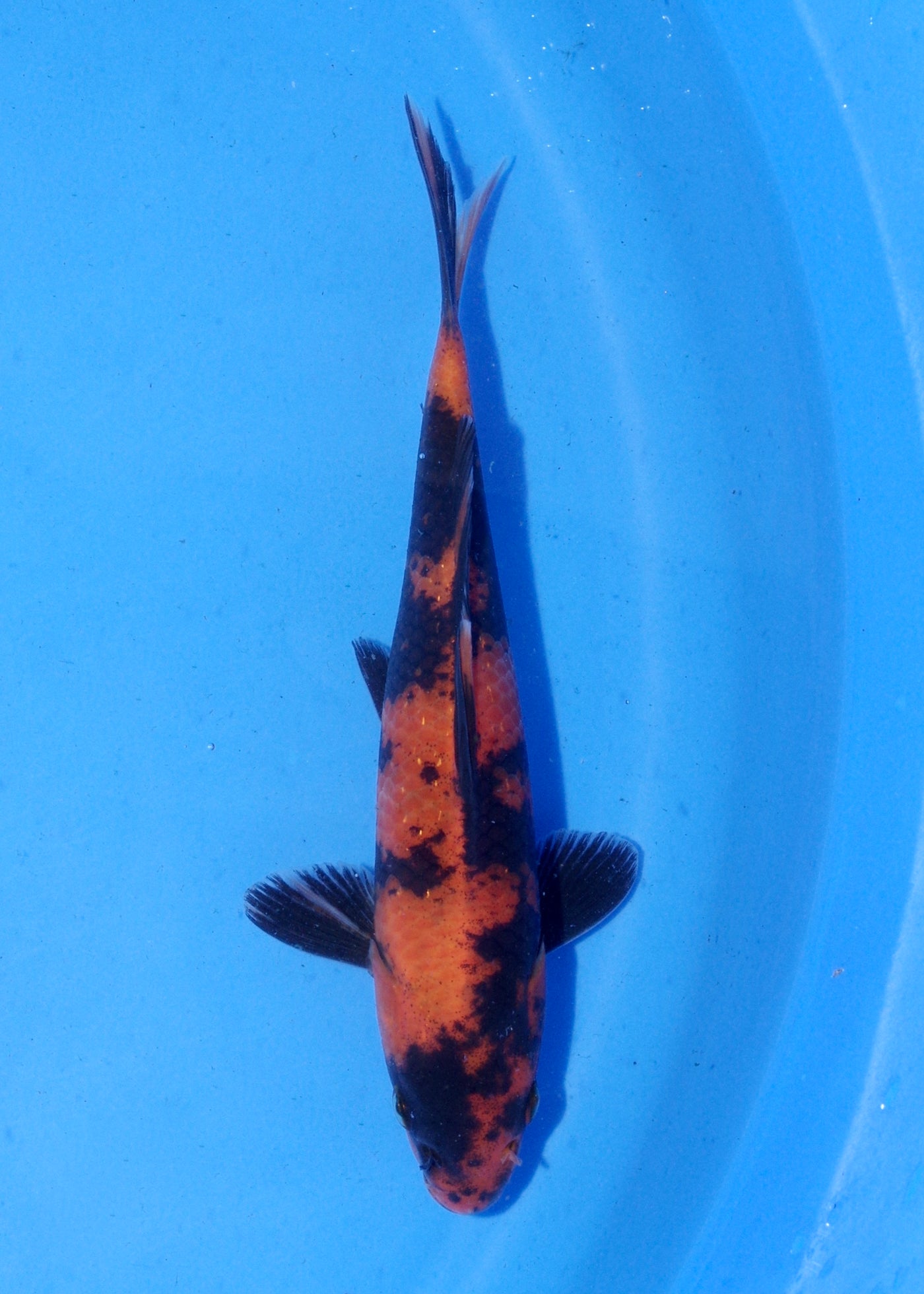 16.5cm Hi Utsuri (Shinoda) REF - MA155