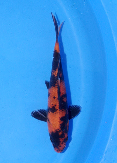 16.5cm Hi Utsuri (Shinoda) REF - MA155