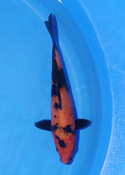 16.5cm Hi Utsuri (Shinoda) REF - MA156