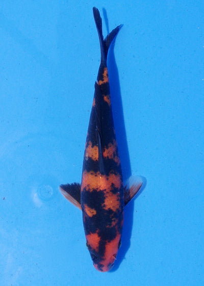 16.5cm Hi Utsuri (Shinoda) REF - MA157