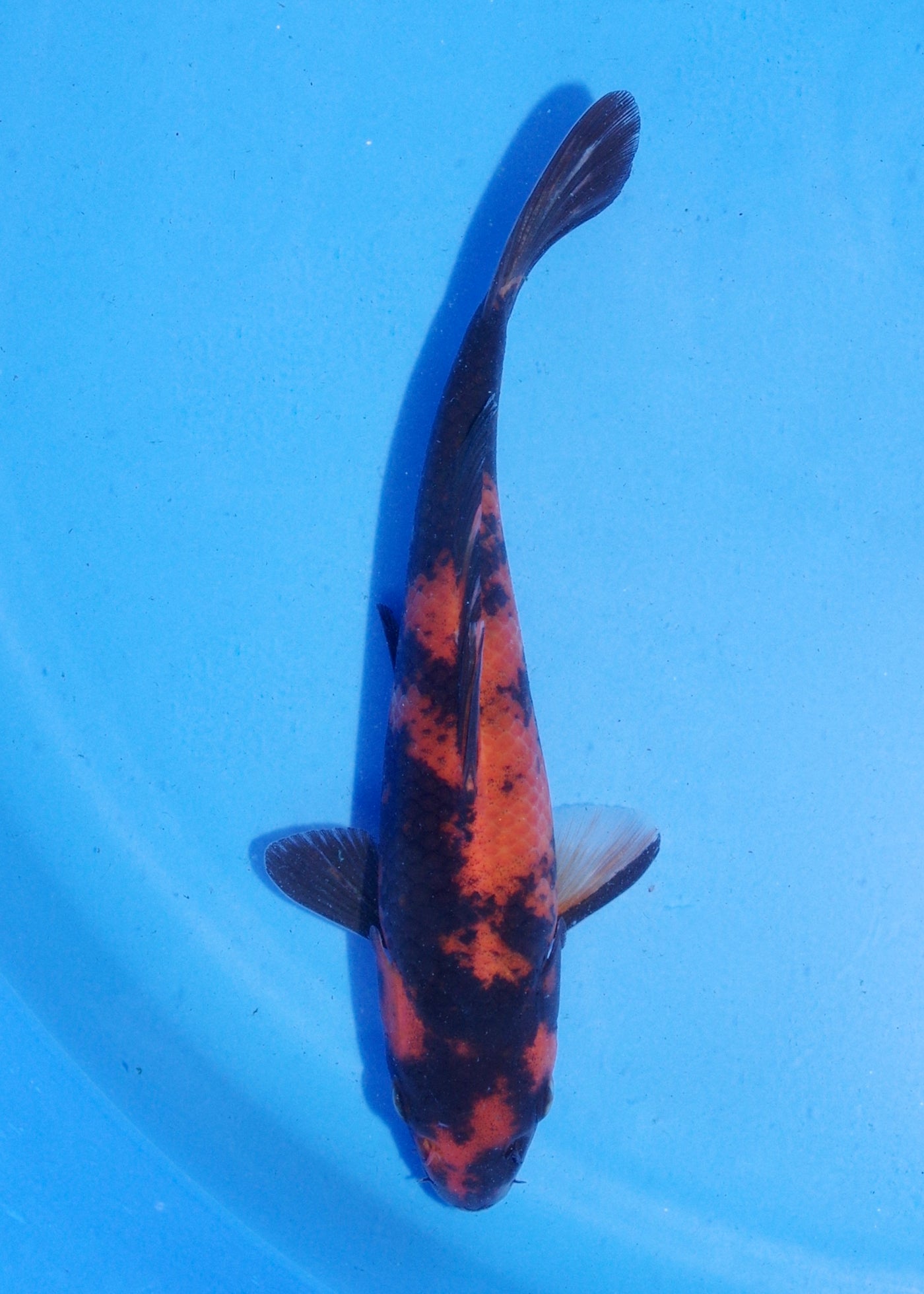 16.5cm Hi Utsuri (Shinoda) REF - MA158