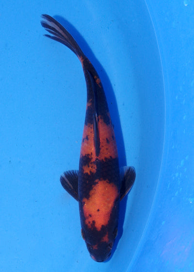 16.5cm Hi Utsuri (Shinoda) REF - MA159