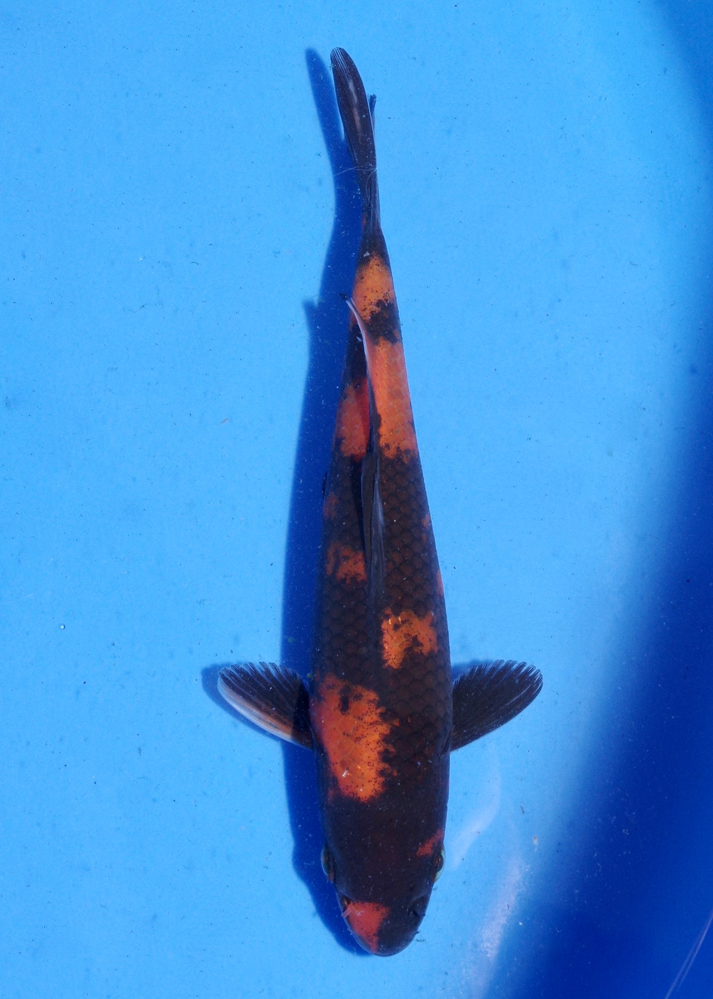 16.5cm Hi Utsuri (Shinoda) REF - MA162