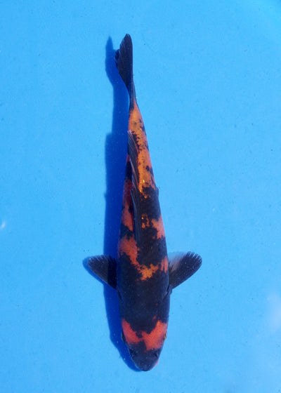 16.5cm Hi Utsuri (Shinoda) REF - MA164
