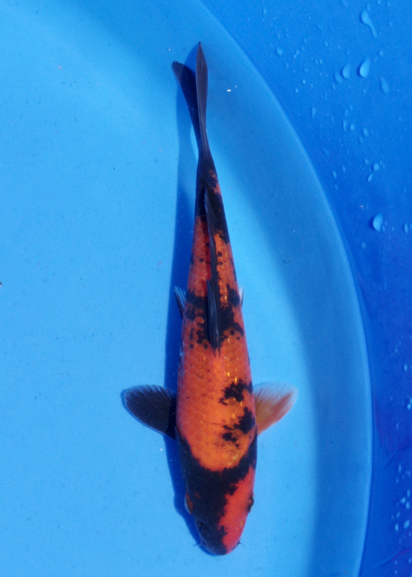 16.5cm Hi Utsuri (Shinoda) REF - MA172