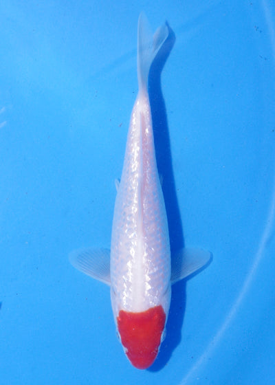 15-17cm Ginrin Tancho Kohaku  (Shinoda) REF - MA183