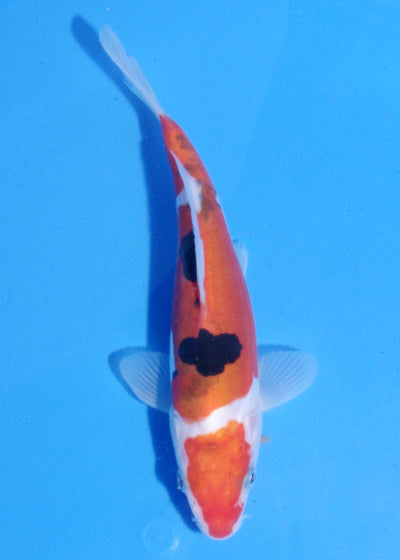 15-17cm Doitsu Sanke  (Shinoda) REF - MA187