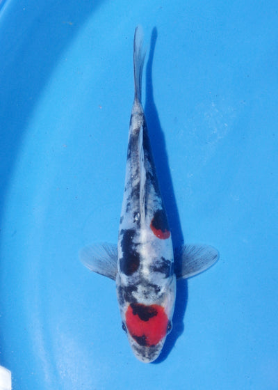 15-17cm Doitsu Showa (Shinoda) REF - MA188