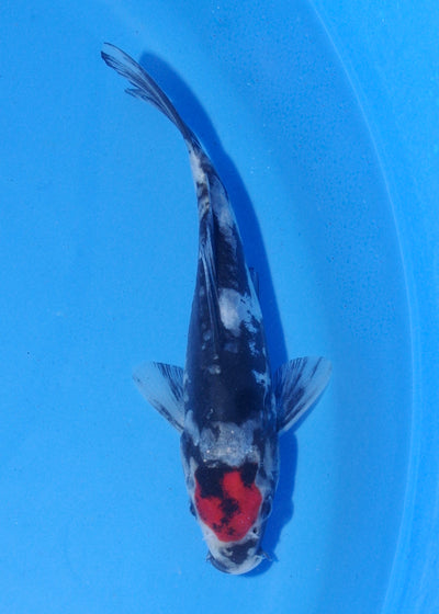 15-17cm Doitsu Tancho Showa (Shinoda) REF - MA190
