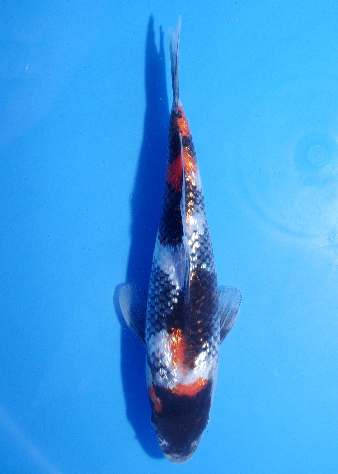 18cm Ginrin Showa (Shinoda) REF - MA195