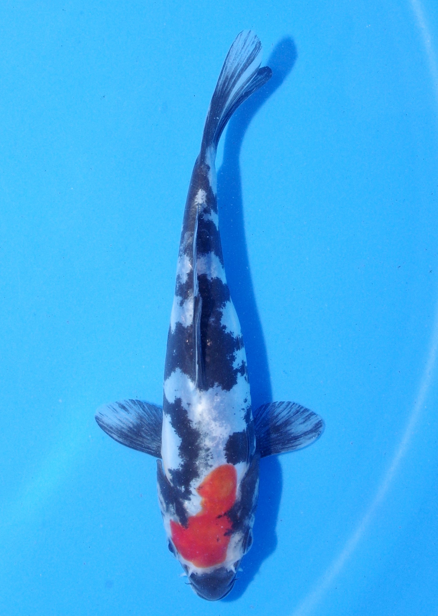 18cm Doitsu Showa (Shinoda) REF - MA212