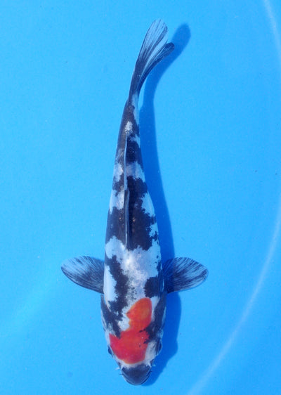 18cm Doitsu Showa (Shinoda) REF - MA212