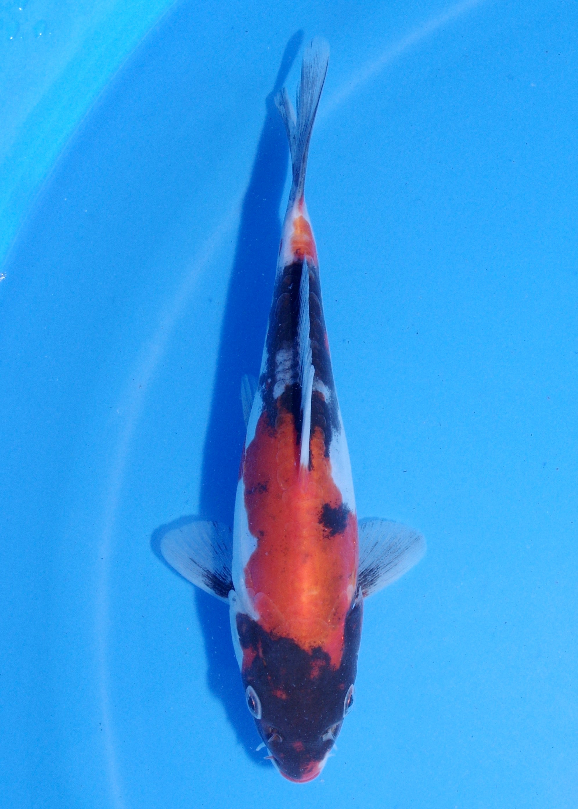 18cm Doitsu Showa (Shinoda) REF - MA215 – Byer Koi Farm