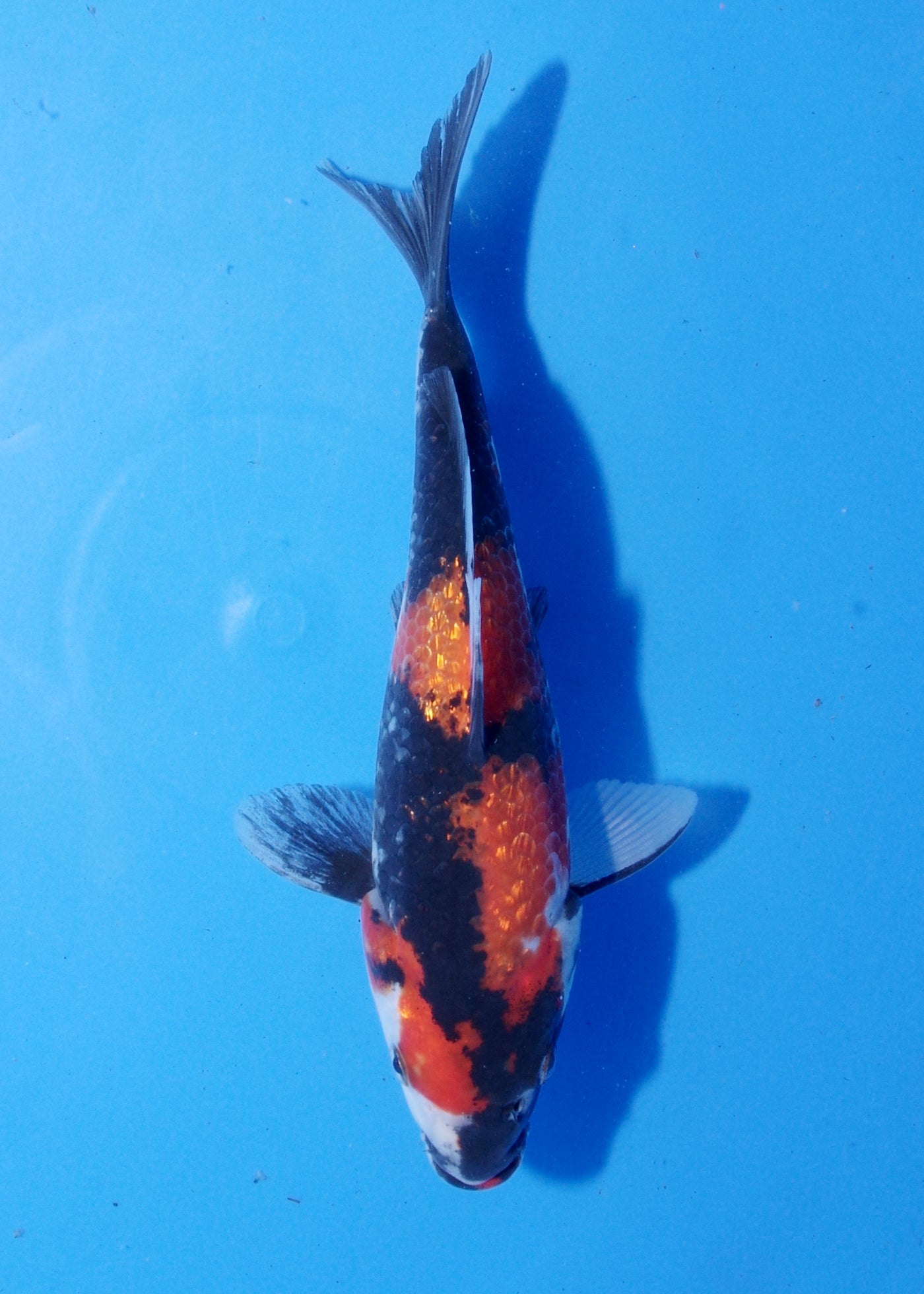 18cm Ginrin Showa (Shinoda) REF - MA218