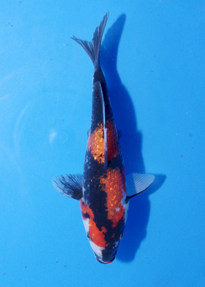 18cm Ginrin Showa (Shinoda) REF - MA218