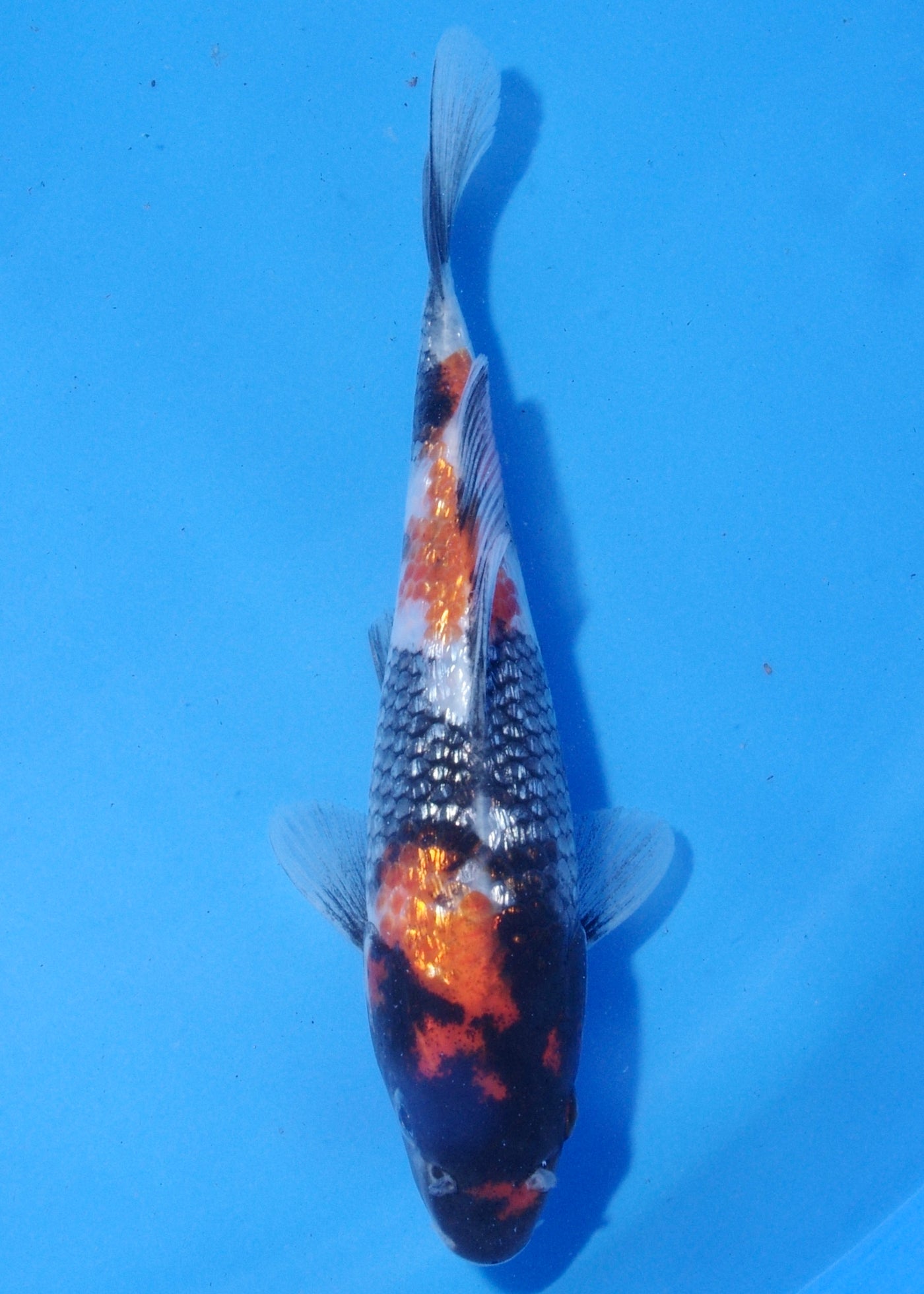 18cm Ginrin Showa (Shinoda) REF - MA222