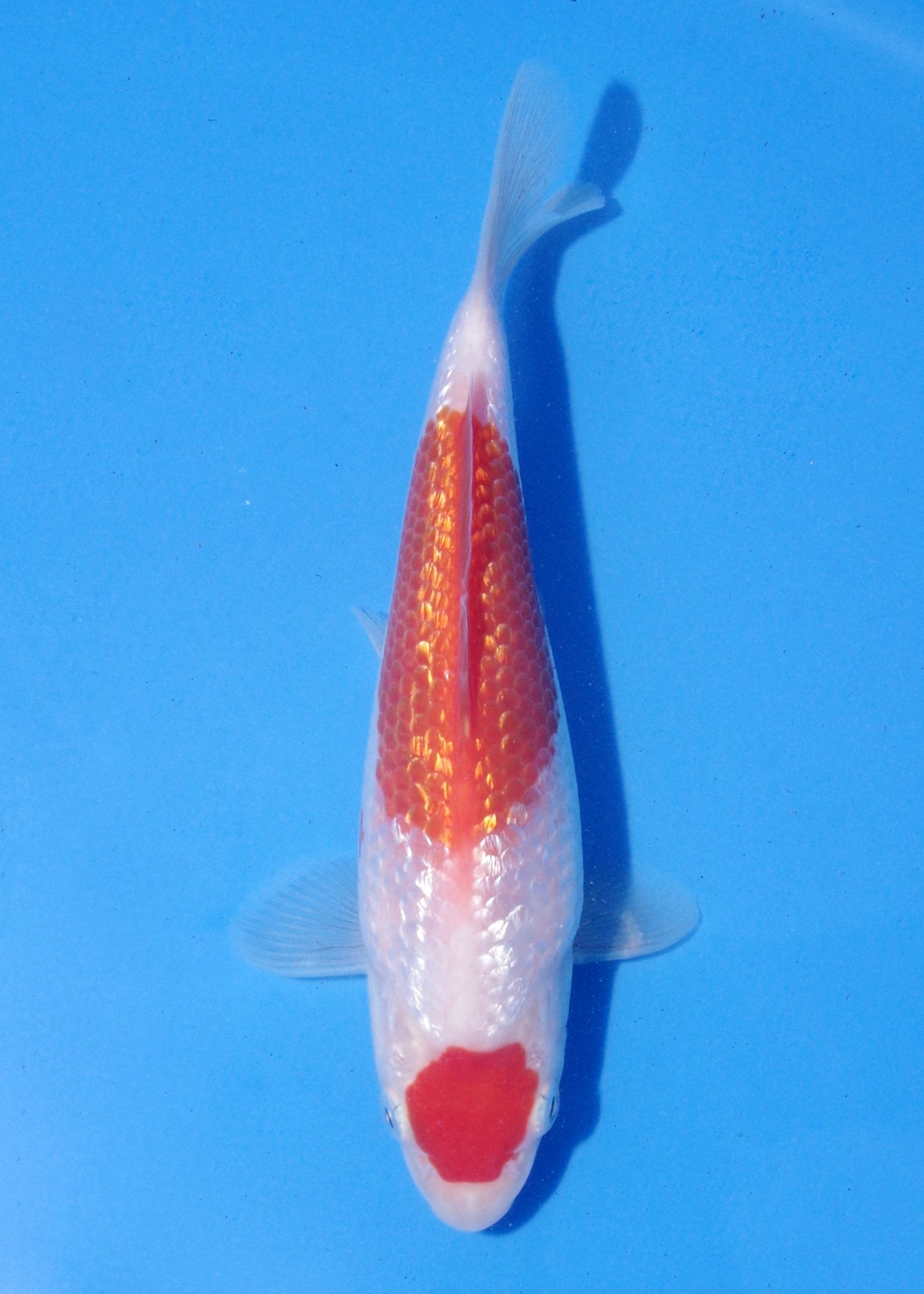 15-17cm Ginrin Kohaku (Shinoda) REF - MA179