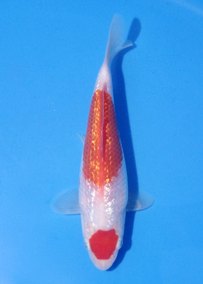 15-17cm Ginrin Kohaku (Shinoda) REF - MA179
