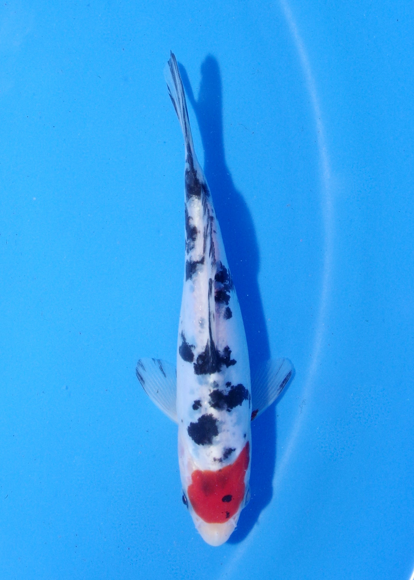 15-17cm Doitsu Tancho Sanke (Shinoda) REF - MA181