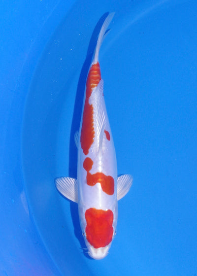 24cm Kikisui (Byer Koi Farm) REF - MA225
