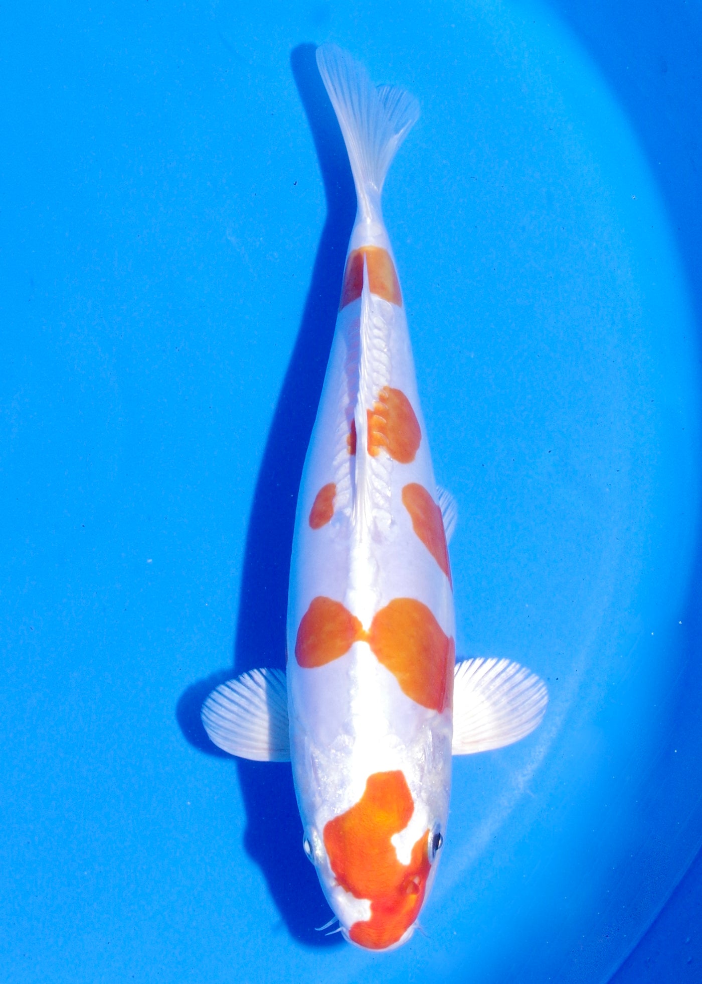 24cm Kikisui (Byer Koi Farm) REF - MA226