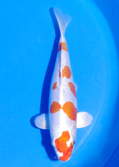 24cm Kikisui (Byer Koi Farm) REF - MA226